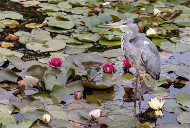 Ardea Cinerea veya Grey Heron, uzun bacaklı, uzun gagalı, S şeklinde boyunlu, gri, beyaz ve siyah tüylüdür. Nilüfer çiçekleri açan su çiçekleri ile Lotus göletinde duran bir balıkçı kuşu, bunu duvar kağıdı olarak kullanın..