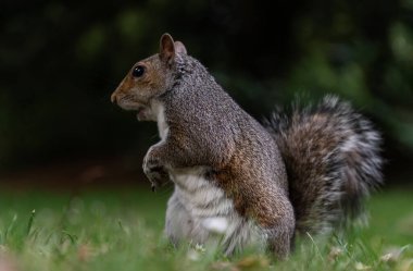 Parkta şirin bir Doğu Gri Sincap 'ın (Sciurus carolinensis) arka ayakları üzerinde duruyor. Metin, Seçici odak için Duvar Kağıdı, Poster ve Boşluk olarak kullan.