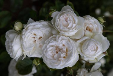 Beyaz Rosa Çiçekleri 'nin koyu yeşil yaprak arkaplanındaki 