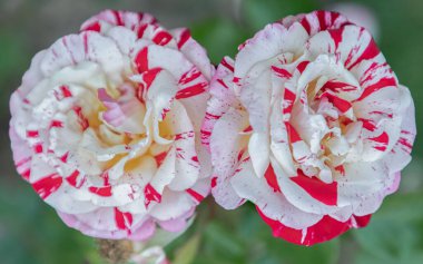 'Rock & Roll' gülünün hoş çiçekleri, yeşil yapraklı bir gül olan Hibrit Çay çalısı, bir Grandiflora gül tarlasıdır, uzun saplı, çok güzel kokulu, bordo ve beyaz çizgili taç yaprakları barındırır.