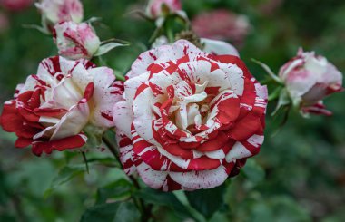 'Rock & Roll' gülünün enfes çiçekleri, yeşil yapraklı bir gül olan Hibrit Çay çalısı, bir Grandiflora gül ekimi, uzun saplı, çok güzel kokulu, bordo ve beyaz çizgili taç yaprakları barındırır..