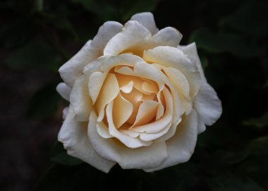 Lezzetli Sarı Gül Çiçekleri 'Adrianna' veya 'Kızartma Arzu' koyu arkaplan üzerinde bir Melez Gülü, Üst Manzara, metin, Seçici odak için Duvar Kağıdı, Poster ve Alan olarak kullanın.