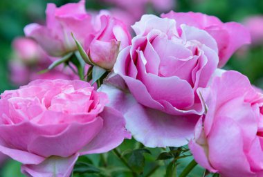 Güzellik Pembe Çiçekleri 'Saffie-Rose' güzel kızları Saffie-Rose 'un anısına yapılan özel bir gül bitkisi orta büyüklükte, yumuşak, pembe bir görkem çiçeğidir. Hafif bir parfümü var. Duvar kağıdın olarak kullan..