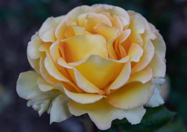 Güzel Rosa Çiçekleri 'Mutlu Yıllar' koyu arkaplanda, çiçek demetleri küçük, kehribar çiçekleri krem sarısı çiçekler, metin için duvar kağıdı, poster ve boşluk olarak kullanın, seçici odak noktası.