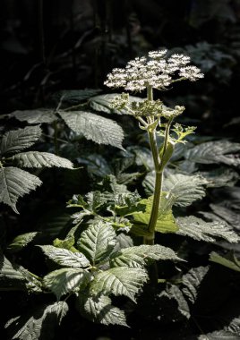 Güneş ışığı, Angelica Sylvestris bitkisinin (Vahşi Angelica) yüzeyinde küçük beyaz çiçek kümeleriyle parlar. Duvar kağıdı olarak kullan, Poster ve Kopyala alanı, Seçici odak.