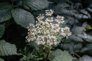 Güneş ışığı, Angelica polimorfa bitkisinin (Vahşi Angelica) yüzeyinde küçük beyaz çiçek kümeleriyle parlar. Işık ve Gölge, bunu metin, Seçici odak için Duvar Kağıdı, Poster ve Boşluk olarak kullanın.