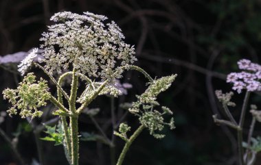 Angelica polimorfa bitkisini (Wild Angelica) küçük beyaz çiçek kümeleriyle kapatın. Işık ve Gölge, bunu duvar kağıdı olarak kullanın, Poster ve Kopyalama alanı, Seçici odak.