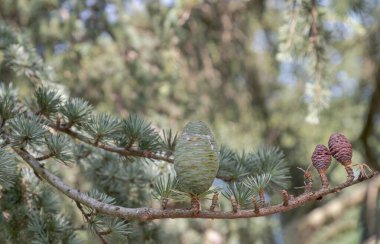 Ağaçta olgunlaşmamış kozalaklı kozalaklı kozalak. Cedrus Atlantica, Cedrus brevifolia, Kıbrıs sedir, Cedrus deodara, Duvar kağıdı, Poster ve Kopyalama alanı, Seçici odak noktası olarak kullanın.