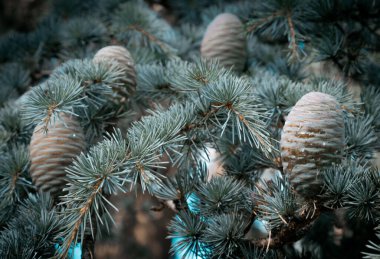 Ağaçta olgunlaşmamış kozalaklı kozalaklı kozalak. Cedrus Atlantica, Cedrus brevifolia, Kıbrıs sedir, Cedrus deodara, Duvar kağıdı, Poster ve Kopyalama alanı, Seçici odak noktası olarak kullanın.