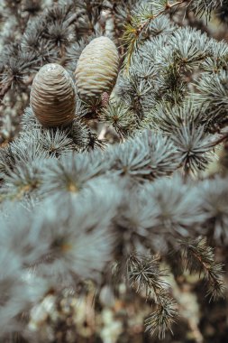 Ağaçta olgunlaşmamış kozalaklı kozalaklı kozalak. Cedrus Atlantica, Cedrus brevifolia, Kıbrıs sedir, Cedrus deodara, Duvar kağıdı, Poster ve Kopyalama alanı, Seçici odak noktası olarak kullanın.