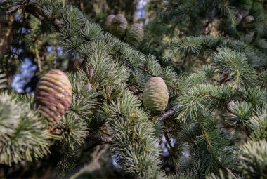 Ağaçta olgunlaşmamış kozalaklı kozalaklı kozalak. Cedrus Atlantica, Cedrus brevifolia, Kıbrıs sedir, Cedrus deodara, Duvar kağıdı, Poster ve Kopyalama alanı, Seçici odak noktası olarak kullanın.