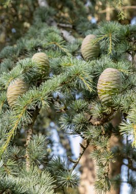 Ağaçta olgunlaşmamış kozalaklı kozalaklı kozalak. Cedrus Atlantica, Cedrus brevifolia, Kıbrıs sedir, Cedrus deodara, Duvar kağıdı, Poster ve Kopyalama alanı, Seçici odak noktası olarak kullanın.