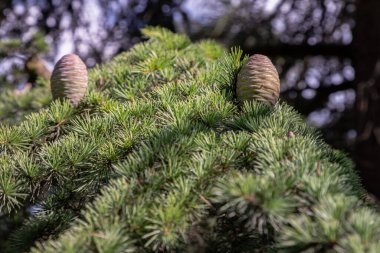 Ağaçta olgunlaşmamış kozalaklı kozalaklı kozalak. Cedrus Atlantica, Cedrus brevifolia, Kıbrıs sedir, Cedrus deodara, Duvar kağıdı, Poster ve Kopyalama alanı, Seçici odak noktası olarak kullanın.