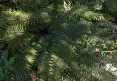 Yeşil eğrelti otu yapraklarının yüzeyinde güneş ışığı parlar. Koyu yeşil eğreltiotu yaprakları arka plan, mükemmel tropikal bitkiler eğrelti otu deseni, Işık ve Gölge, metin, seçici odak için duvar kağıdı, poster ve boşluk olarak kullanın.