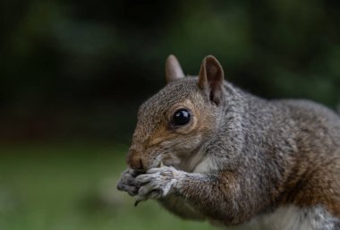 Doğulu şirin bir sincabın (Sciurus carolinensis) yakın çekimi parkta arka ayaklarının üzerinde duruyor. Metin, Seçici odak için Duvar Kağıdı, Poster ve Boşluk olarak kullan.