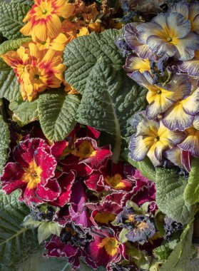 Yıldız alevi antika gölgeli çok renkli primula, Marietta ve Flamenco koyu mor beyaz kenarlı herhangi bir bahçe için harika bir ilave. Renkli, parlak çiçekli yeşil yapraklı çiçek, Primula Vulgaris. Kopyalama alanı olarak kullan, 