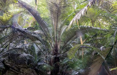 Uthai Thani, Tayland - 06 Aralık 2024 Antik Orman Hup Pa Tat 'ın doğal ışığındaki büyük yeşil palmiye ağaçlarının güzel manzarası. Central Valley Uthai Thani 'deki ünlü seyahat noktalarını duvar kağıdı, poster ve kopyalama alanı olarak kullanın..