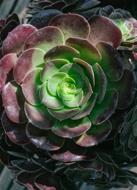 Aeonium 'Velour' sulu, yuvarlak düzenlemelerle ayırt edici roset şeklinden tanınır. Yumuşak desenli yapraklar, tespihin ortasına doğru yeşildirler ve dış kenarlarında koyu mor-kırmızıya geçiş yaparlar. Duvar kağıdı olarak kullanın..
