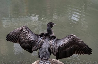Küçük Karabatak (Microcarbo niger) olarak da bilinir. Kurumak üzere kanatlarını açmış bir Hint Kargası ya da Su Kargası olarak da bilinir. Bu büyük, siyah su kuşları, sürüngen benzeri bir boyun ve uzun, ince, keskin kancalı bir gagayla karakterize edilir.. 