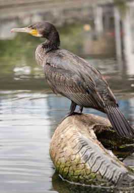 Küçük Karabatak (Microcarbo niger) Hint Karabatağı ya da Su Kargası olarak da bilinir, kısmen suya batmış eski bir lastiğin üzerinde durur. Bu büyük, siyah su kuşları sürüngen boynu ve uzun, keskin kancalı gagasıyla karakterize edilir.