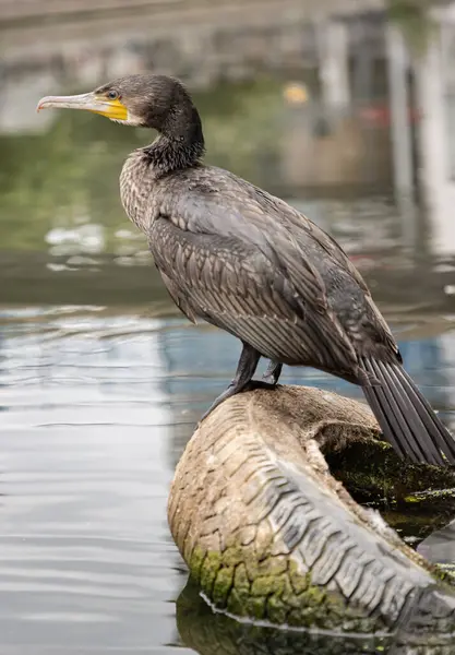Küçük Karabatak (Microcarbo niger) Hint Karabatağı ya da Su Kargası olarak da bilinir, kısmen suya batmış eski bir lastiğin üzerinde durur. Bu büyük, siyah su kuşları sürüngen boynu ve uzun, keskin kancalı gagasıyla karakterize edilir.
