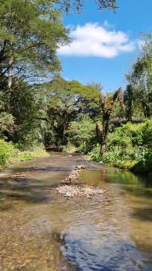 Kristal berrak su akıntısının dikey görüntüsü doğanın ortasındaki küçük bir nehirde akar. Güzel doğa kavramı ile rahatlayan taze yeşil bir orman.