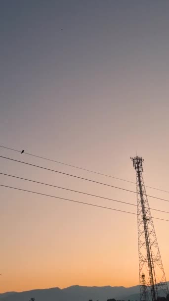 日没時の送電線に垂直方向の鳥の映像美しい空が背景で色を変えています — ストック動画