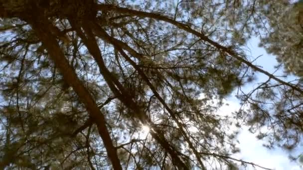 Soleruptionen Tränger Igenom Grenen Gröna Träden Fjällbacken Dagtid Nationalparken Vacker — Stockvideo