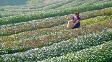Taylandlı kabile Asyalı kadın çay tarlası tarlasında çay yaprağı toplarken sabahın köründe Doi ang Khang Milli Parkı, Chiang Mai, Tayland.