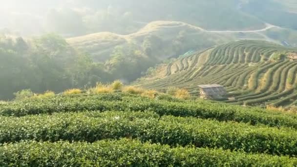 タイのチェンマイにある国立公園で朝の茶畑のプランテーションでの緑茶植物の行の風景 カメラのパンニングショット — ストック動画