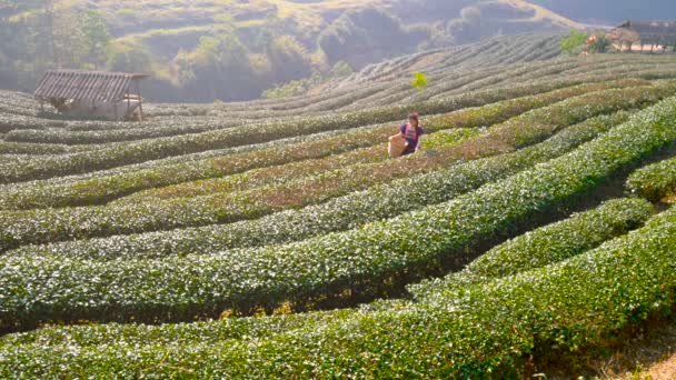 Femeia Asiatică Tribală Din Thailanda Culegând Frunze Ceai Plantația Câmp — Videoclip de stoc