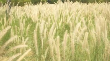 Rüzgarda savrulan yabani otlar, yol kenarındaki çimenler