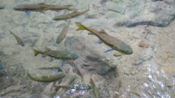 Freshwater Fish Swim Shallow Clear Stream Water Waterfall Tropical Rainforest — Stock Video