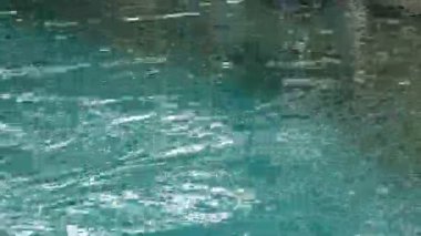 Yüzen ve su tankına dalıp yiyecek arayan bir penguen sürüsü. Hayvanat bahçesinde hayvan gösterisi