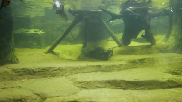 Βίδρα Ξιφίας Pinchbeck Κολύμπι Και Καταδύσεις Στη Δεξαμενή Νερού Που — Αρχείο Βίντεο
