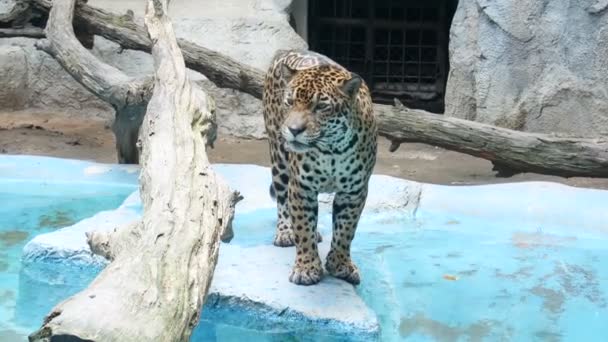 Tygr Velké Kleci Zoo Čeká Krmení Skočí Vody Aby Ulomil — Stock video