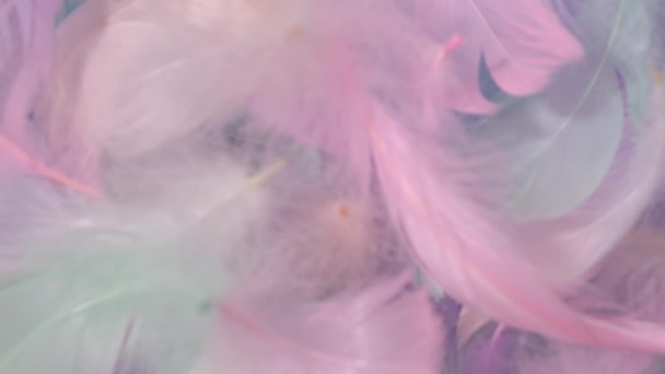 Set Pastel Feather Blowing Wind Show Colorful Number 2024 Isolated — Stock Video