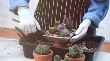 İsimsiz kişi kaktüs tepsisi bahçe düzenleme hobisini seviyor. Ev bahçıvanlığı yaparken tencereye toprak ve su püskürtüyor. yatay görüntüler