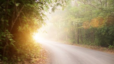 Beyaz bir sis içinde asfalt yoldan yeşil ormana doğru. Güneşin doğuşuyla birlikte parlak mercekli altın ışıkla güzel bir sonbahar manzarası