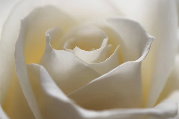 Beautiful white rose macro photography