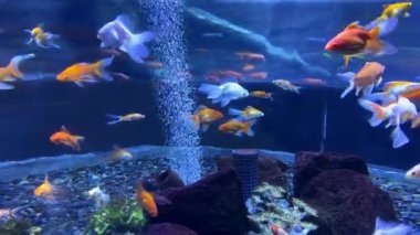 Akvaryum balıklarının sihirli dünyası: sualtı güzelliğini keşfetmek. Bir akvaryumda, bir okyanusta Carassius akvaryumu.