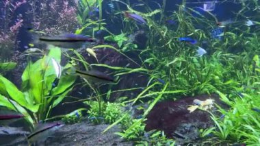 Akvaryum balıklarının sihirli dünyası: sualtı güzelliğini keşfetmek. Bitki dolu bir akvaryumda çizgili balık, bir okyanusta