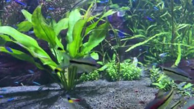 Akvaryum balıklarının sihirli dünyası: sualtı güzelliğini keşfetmek. Bitki dolu bir akvaryumda çizgili balık, bir okyanusta
