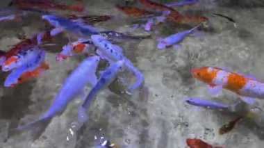Akvaryum Balığının Sihirli Dünyası: Sualtı Güzelliğini Keşfedin. Açık bir akvaryuma, okyanusa tünemişler.