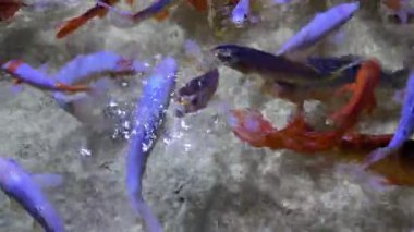 Akvaryum Balığının Sihirli Dünyası: Sualtı Güzelliğini Keşfedin. Açık bir akvaryuma, okyanusa tünemişler.