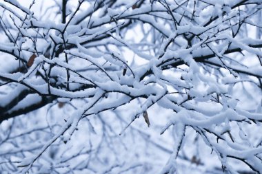 Donla kaplı ladin dalı. İlk kar. Yeşil bir dalda kar. Noel sezonu. Yeni yıl havası