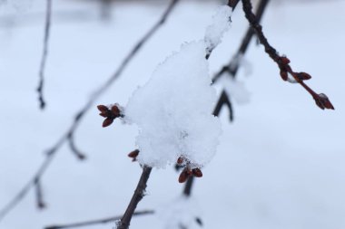 Donla kaplı ladin dalı. İlk kar. Yeşil bir dalda kar. Noel sezonu. Yeni yıl havası