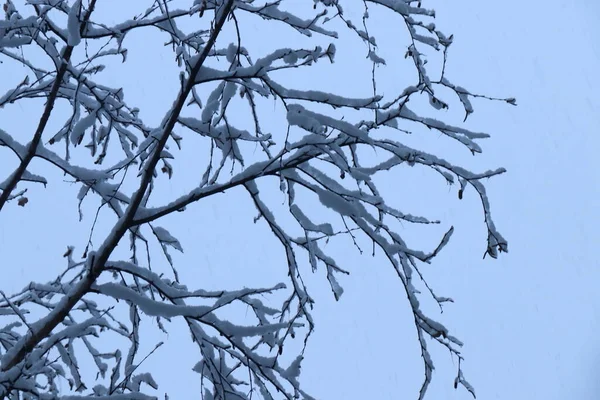 Gałąź Świerkowa Pokryta Mrozem Pierwszy Śnieg Śnieg Zielonej Gałęzi Święta — Zdjęcie stockowe