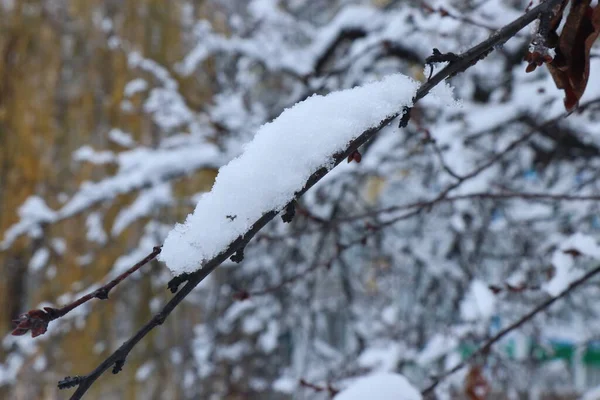 Елочная Ветвь Покрыта Морозом Первый Снег Снег Зеленой Ветке Рождественский — стоковое фото