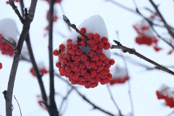 Karla kaplı parlak kırmızı dağ külünden bir dal. Kardan çilekler.